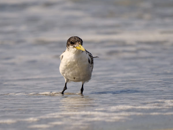 Kaldjirkank by Paul Amyes on 500px.com