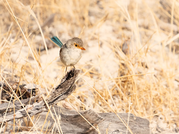 Djer-djer by Paul Amyes on 500px.com