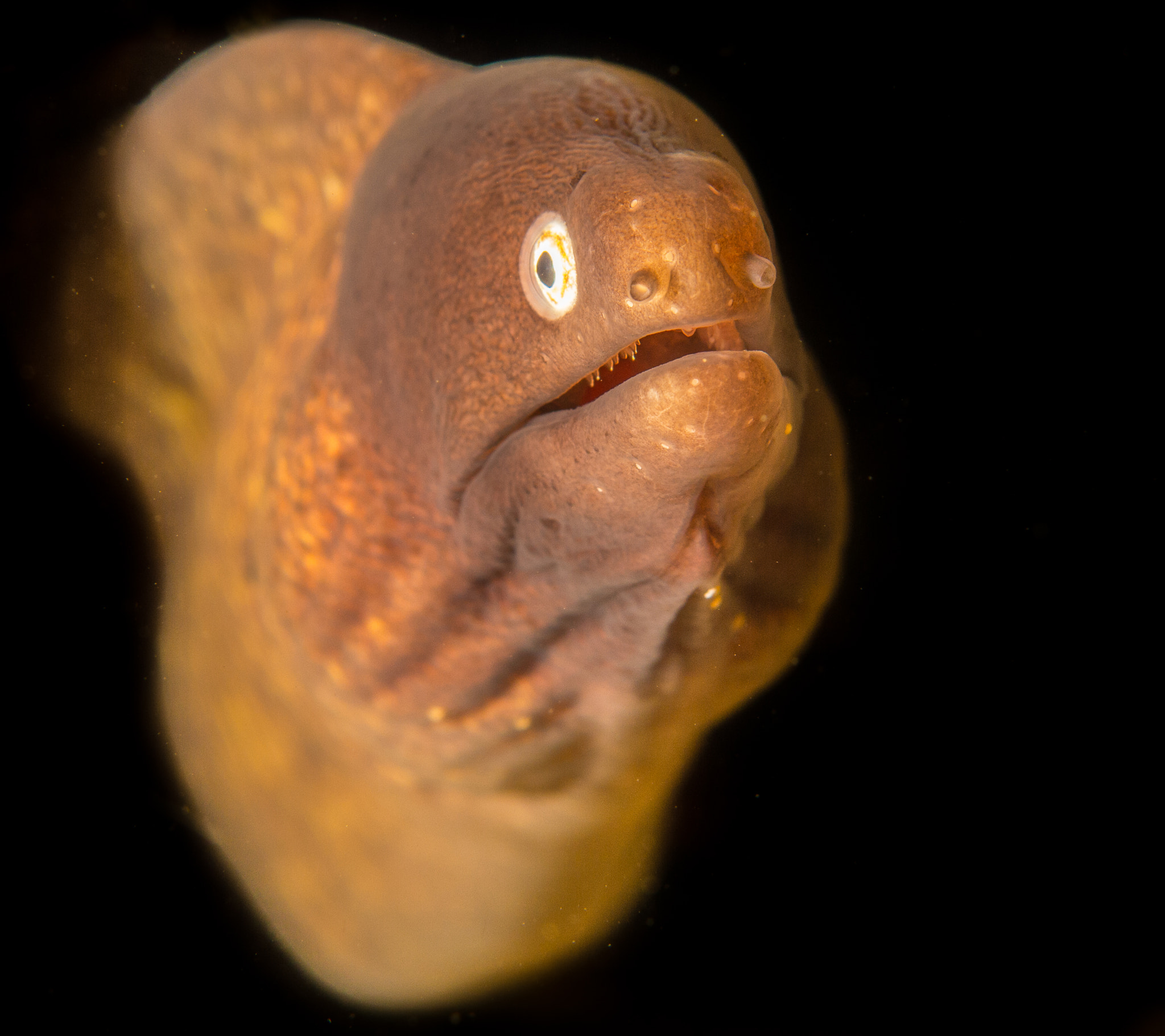 The Moray by Mat / 500px