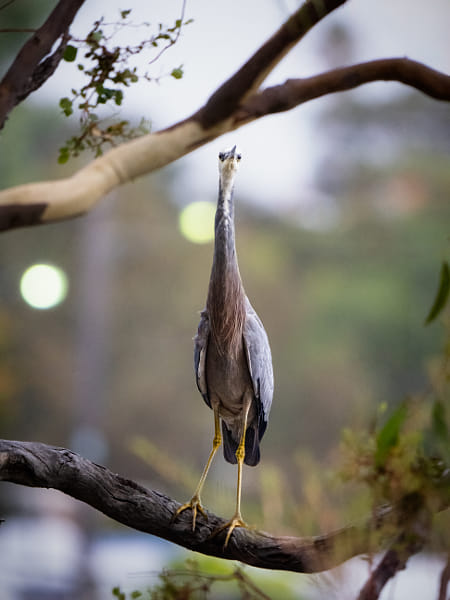 Wayan by Paul Amyes on 500px.com