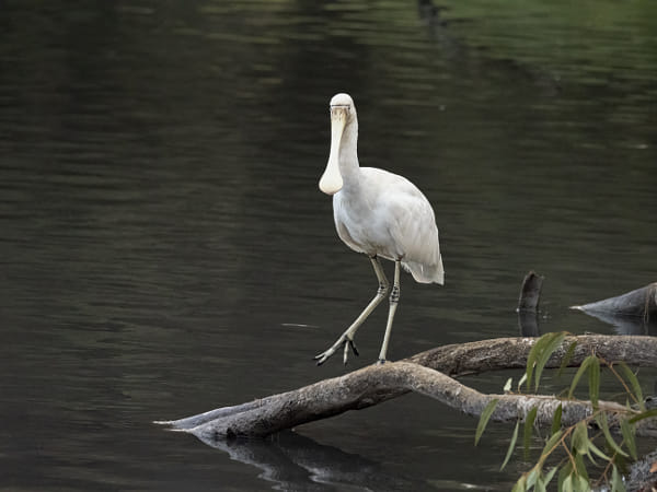  Kaaka-baaka by Paul Amyes on 500px.com