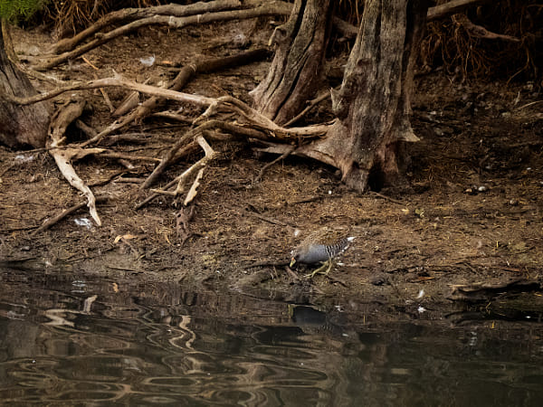 Australian Spotted Crake by Paul Amyes on 500px.com