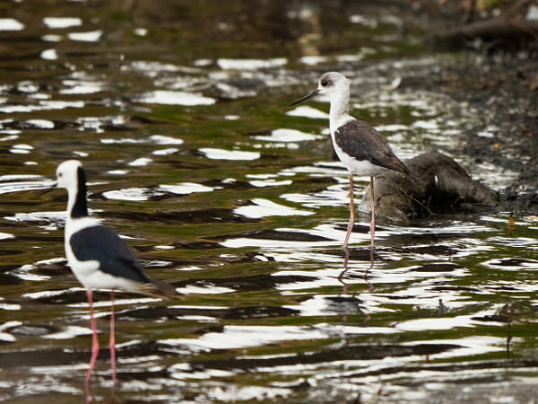 Djandjarak by Paul Amyes on 500px.com