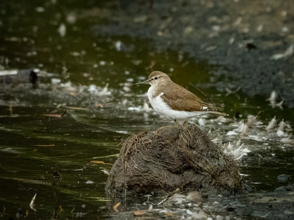 Common Sandpiper by Paul Amyes on 500px.com