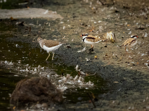 Nidoolyorong and Common Sandpiper by Paul Amyes on 500px.com