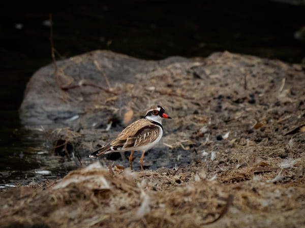 Nidoolyorong by Paul Amyes on 500px.com