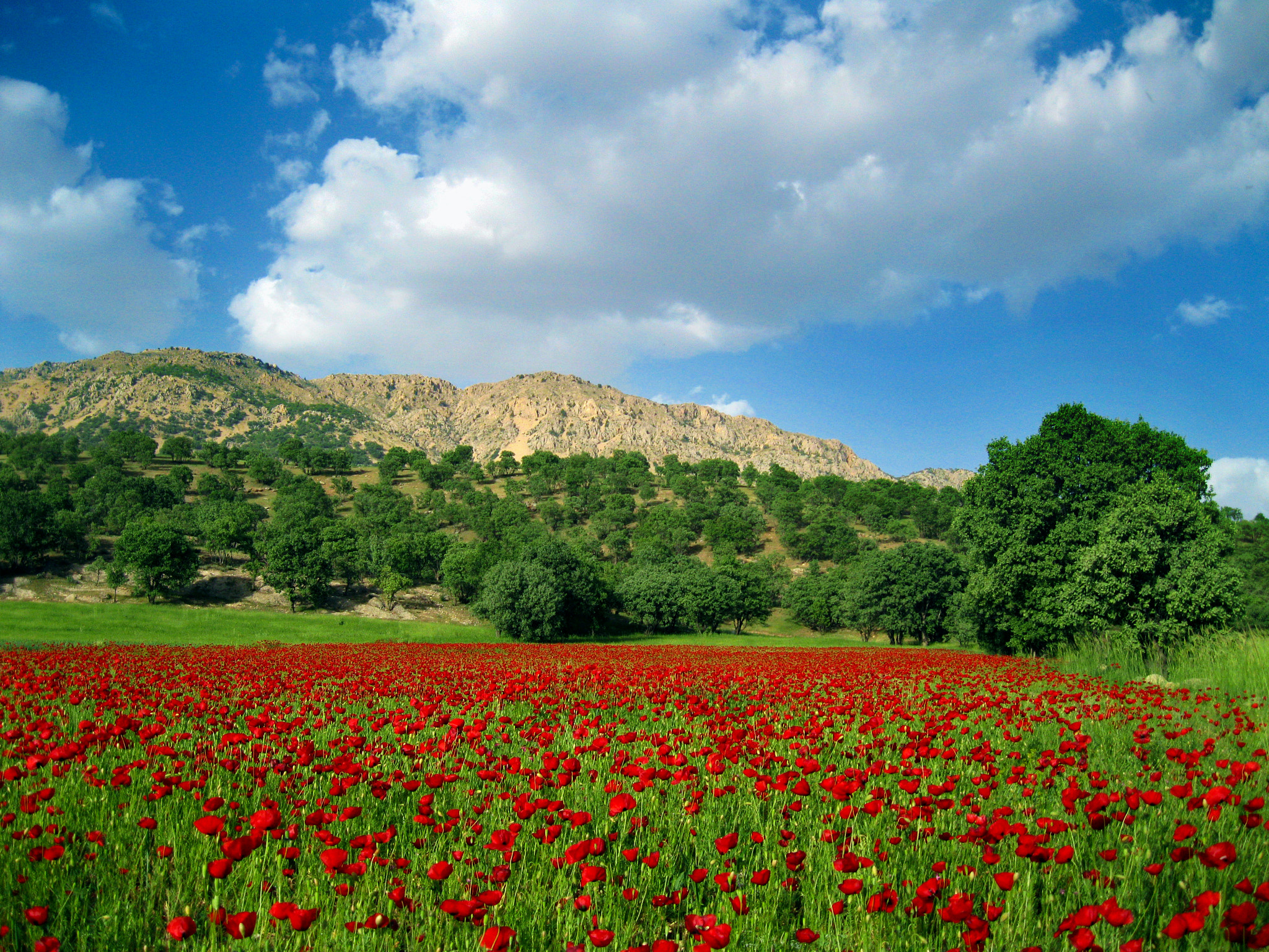 RedFlower Plain