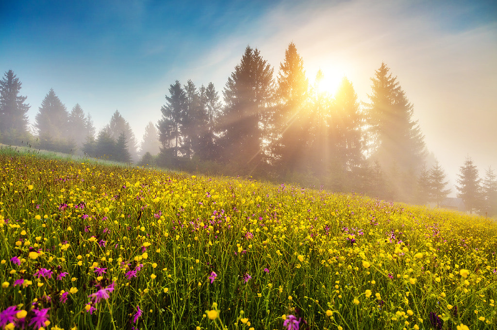 Summer morning by Leonid Tit on 500px.com