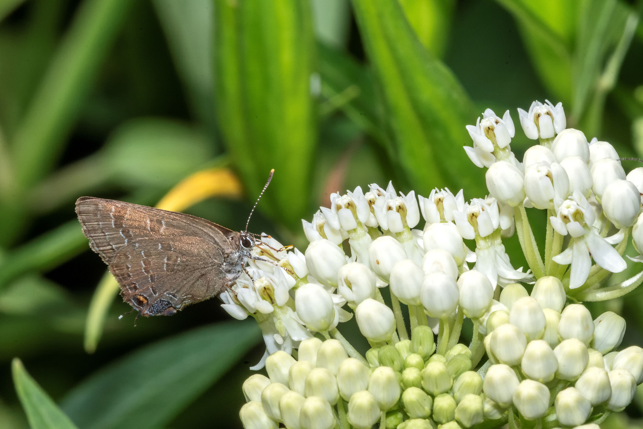 Banded Hairstreak (Satyrium calanus) by Robert Kramer | 500px