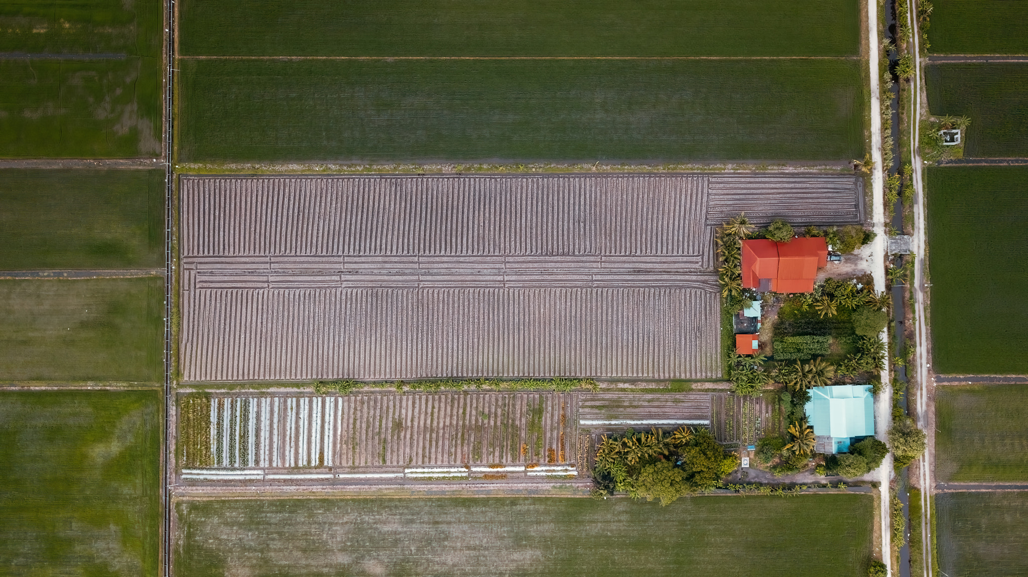 Overhead view of village houses surrounded by paddy fields in Sekinchan, Malaysia.