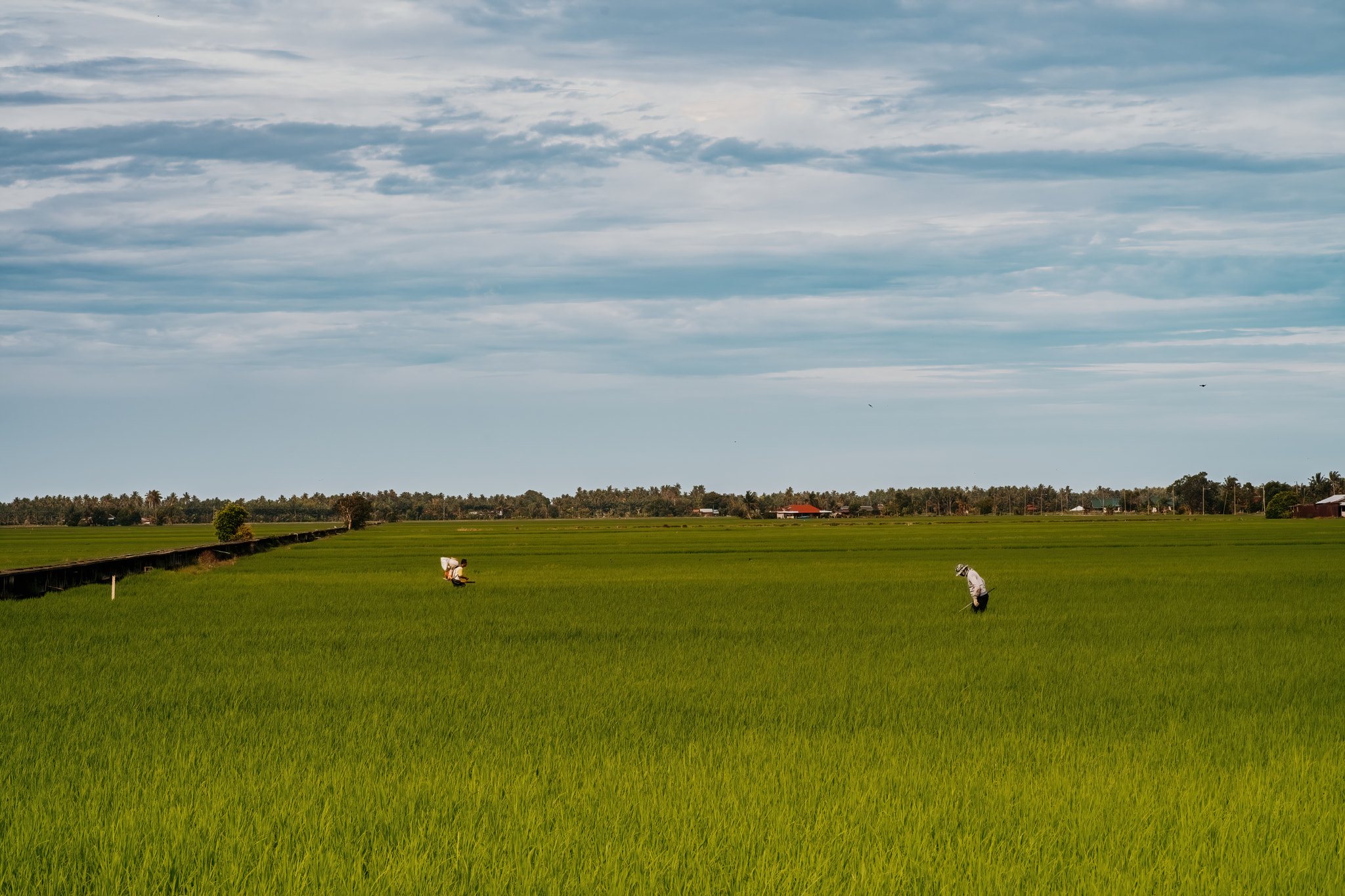 Green paddy fields with two workers spraying with Pesticide in Sekinchan, Malaysia.