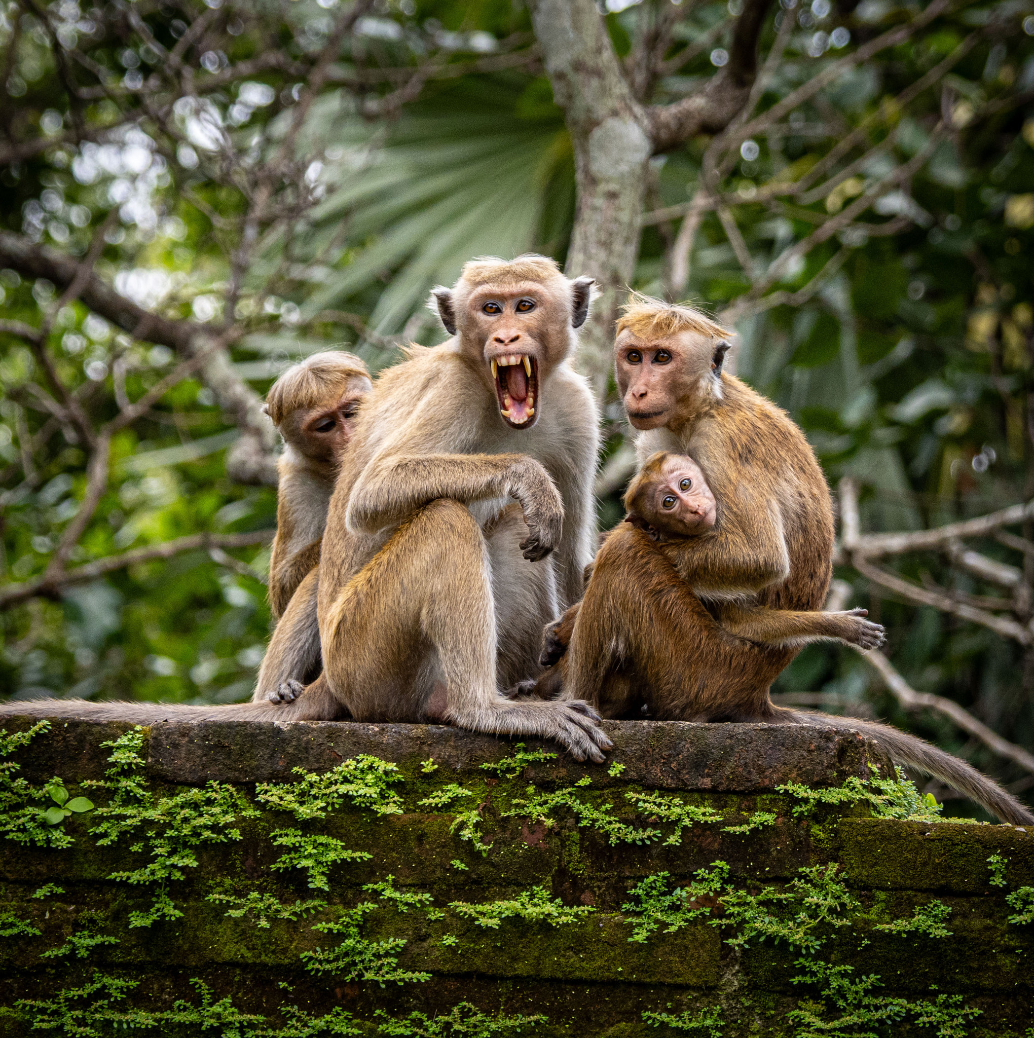 Low angle view of monkeys sitting on a wall