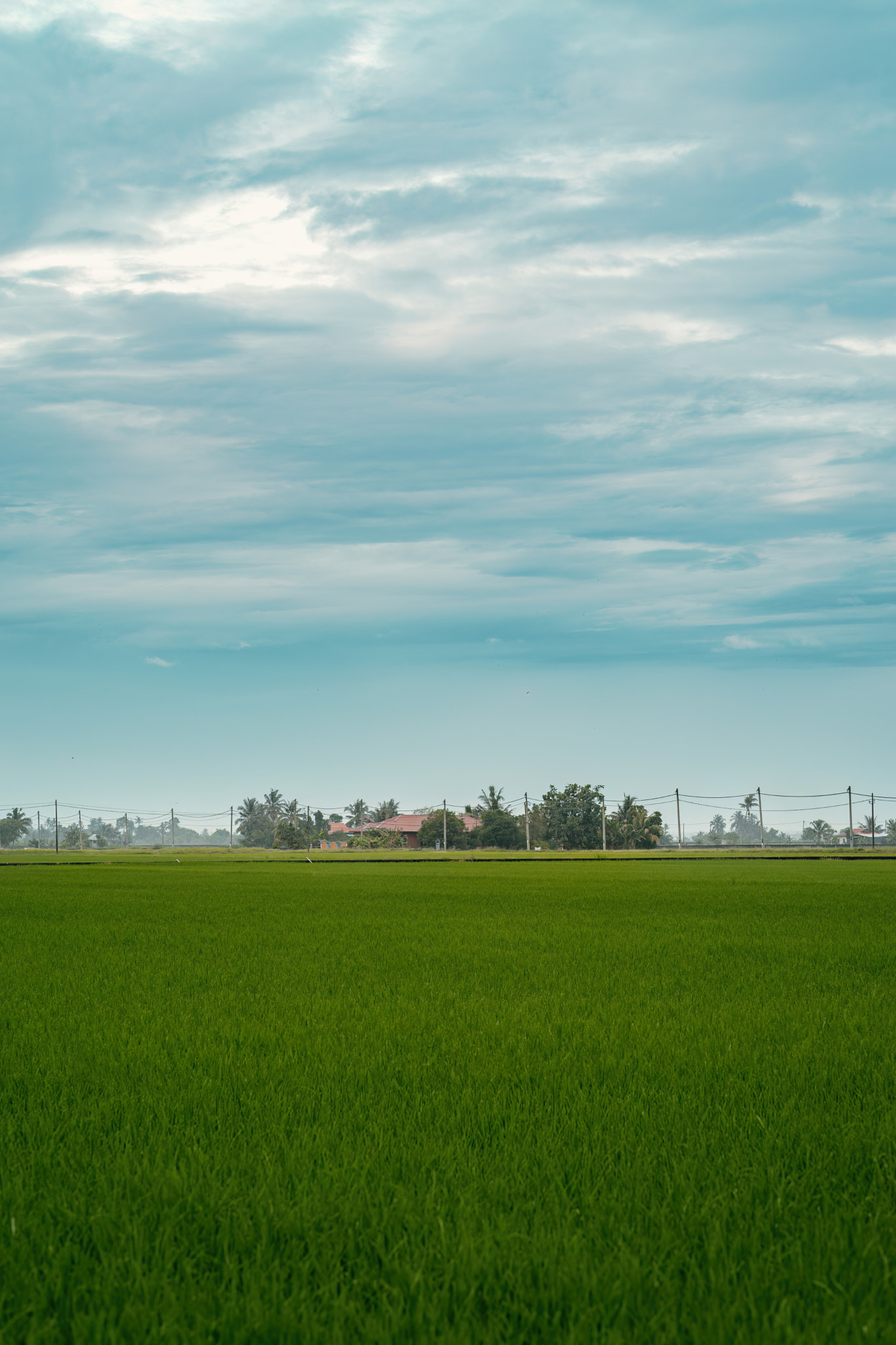 Green paddy field in the morning.