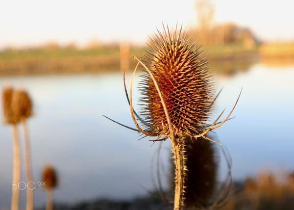 A dried thistle on 500px.com