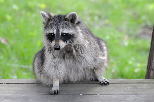 Raccoon by Robert Kramer | 500px