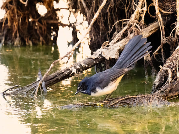 Djidi-djidi by Paul Amyes on 500px.com
