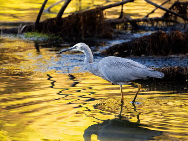 Wayan by Paul Amyes on 500px.com