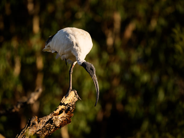 Ngalkaning by Paul Amyes on 500px.com