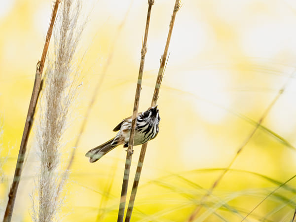 Bandiny by Paul Amyes on 500px.com