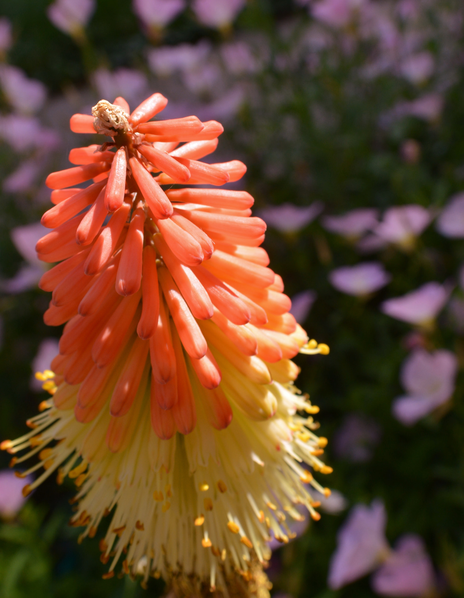 TRITOMA  [ HOT POKER ]