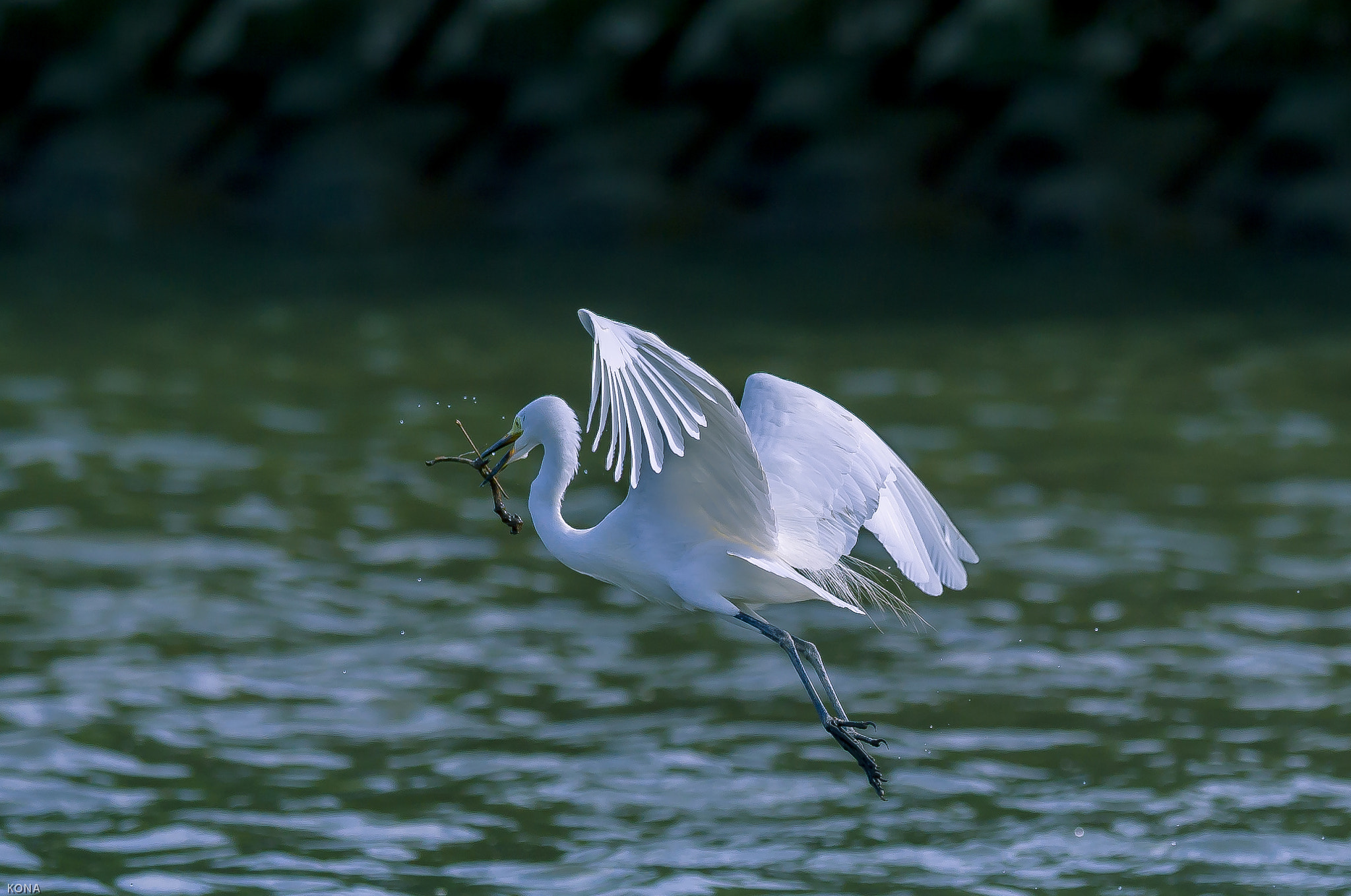 Nikon AF-S Nikkor 400mm F2.8G ED VR II sample photo. Sagi photography