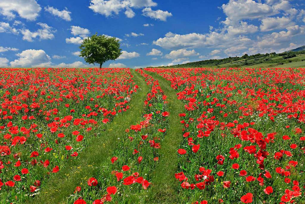 Field of poppies by Vendenis   on 500px.com