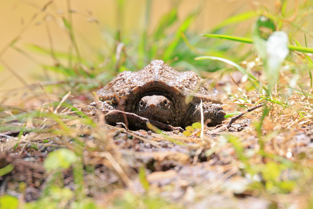 Baby Alligator Snapping Turtle by Chris McNeill on 500px.com