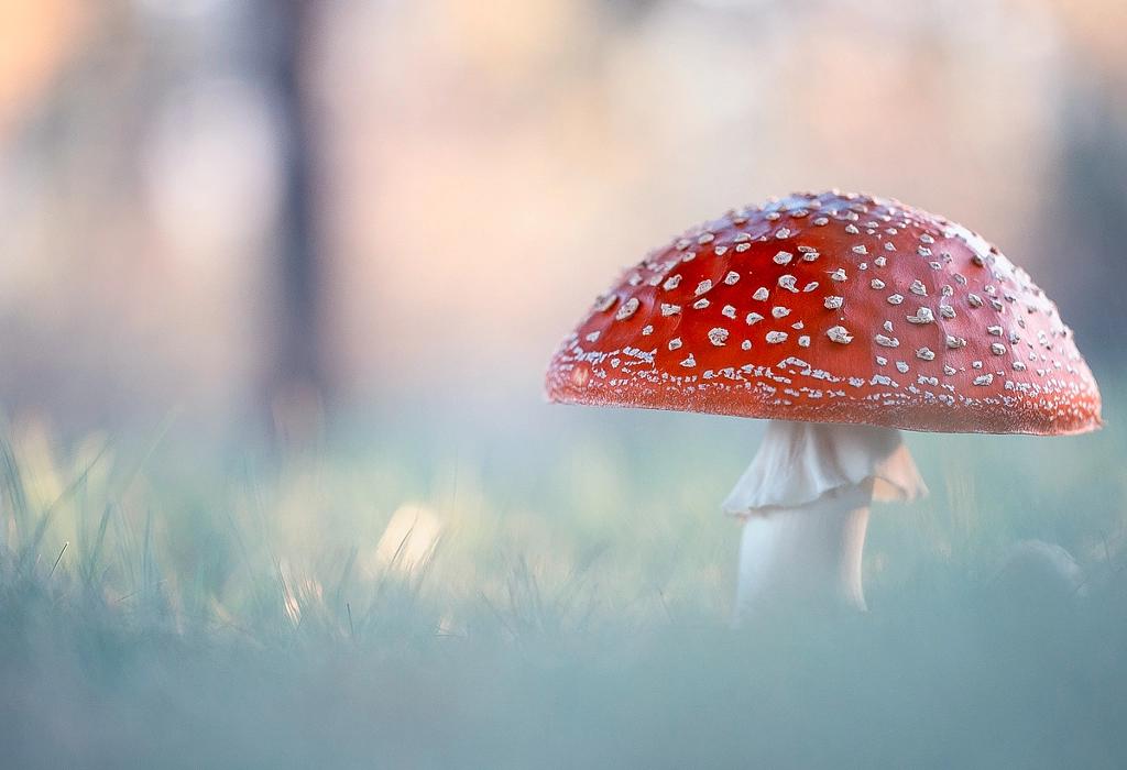 Amanita muscaria by Georgi Georgiev on 500px.com