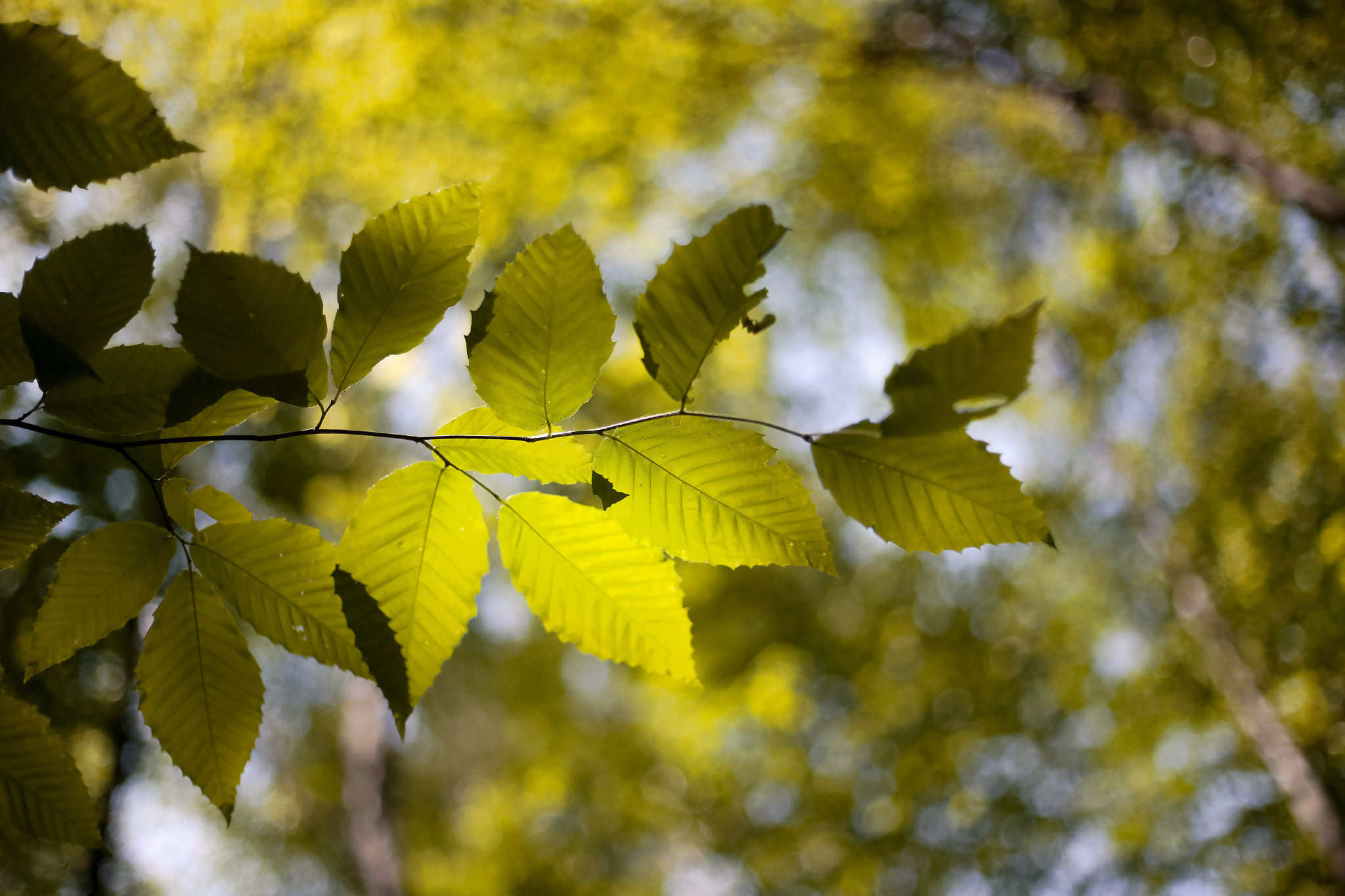 Cheap Bokeh