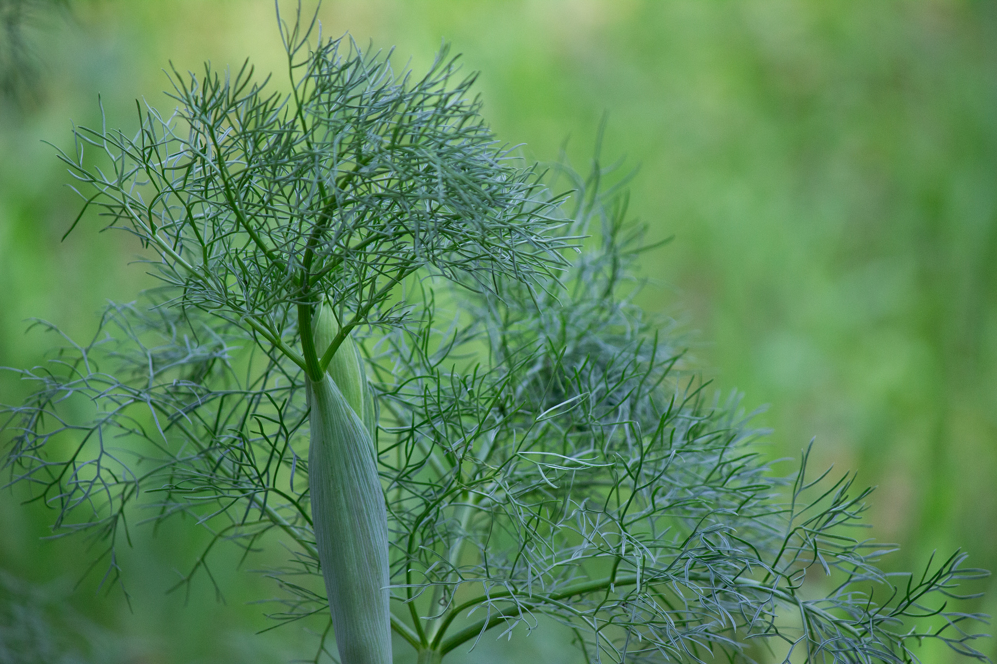 Verdant Whispers: The Dance of the Fennel