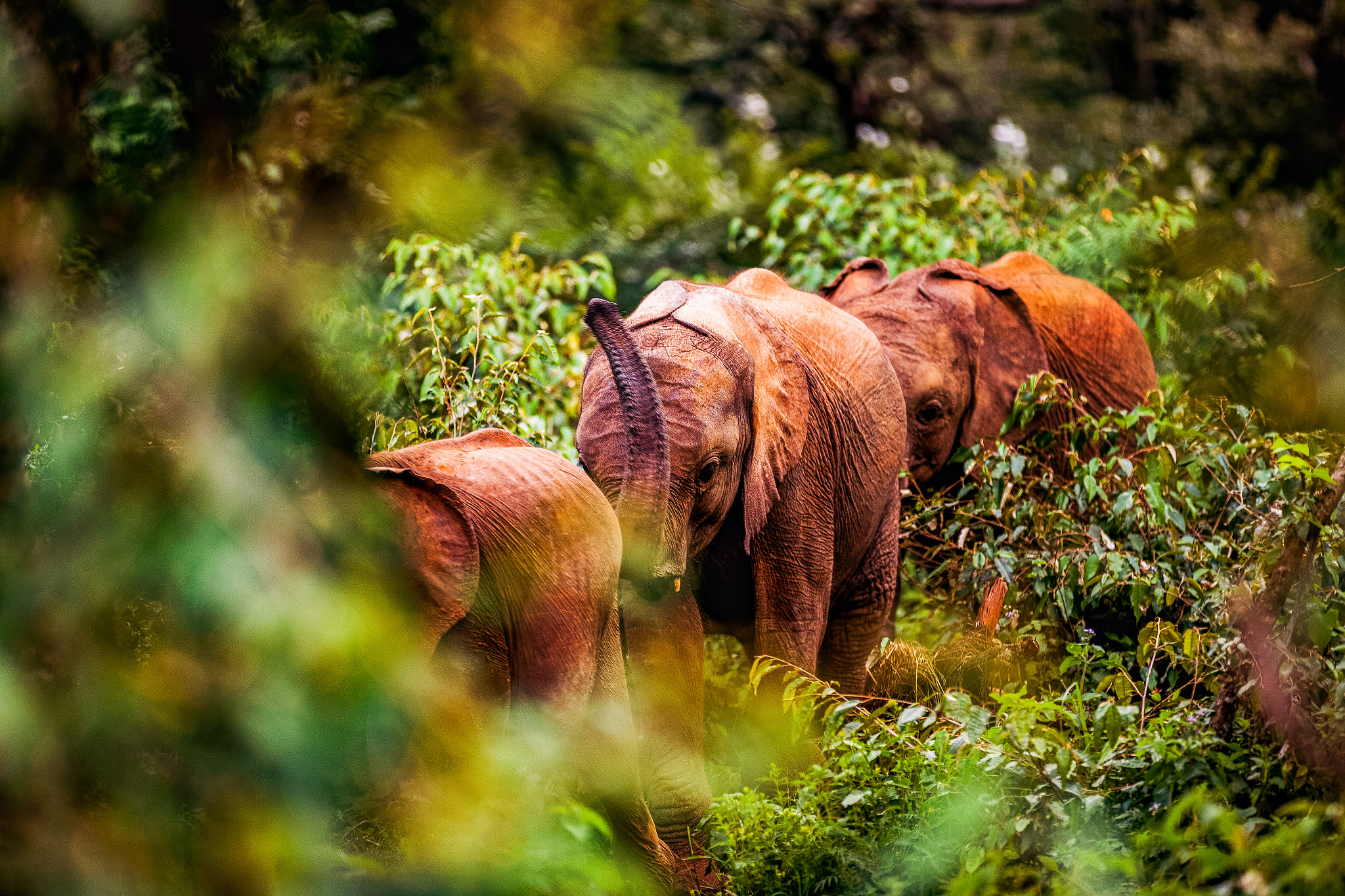 Kenyan Travel Photographers By Antony Trivet