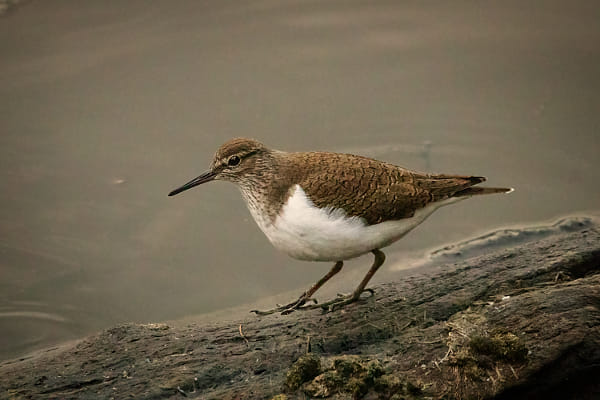 Common Sandpiper by Paul Amyes on 500px.com