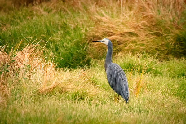 Wayan by Paul Amyes on 500px.com