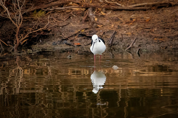 Djandjarak by Paul Amyes on 500px.com
