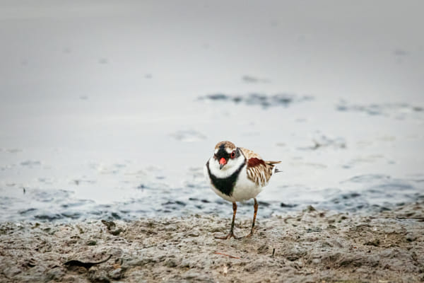 Nidoolyorong by Paul Amyes on 500px.com