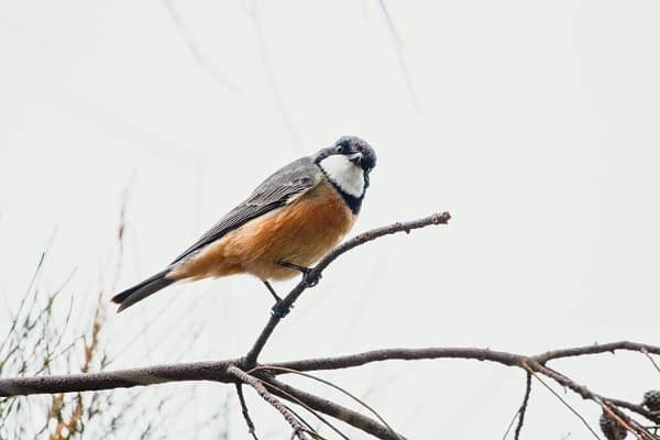 Bambon by Paul Amyes on 500px.com