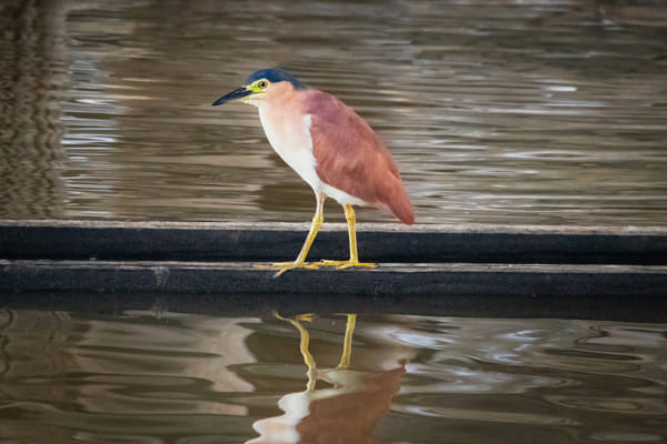 Ngalkaning by Paul Amyes on 500px.com