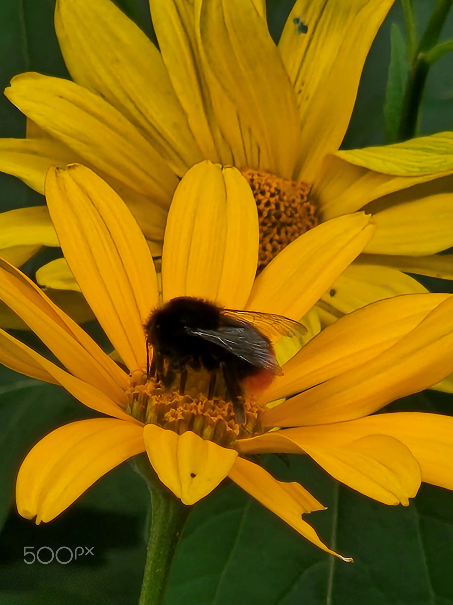 Floral Feast: Bumblebee Enjoying Nectar on Bloom