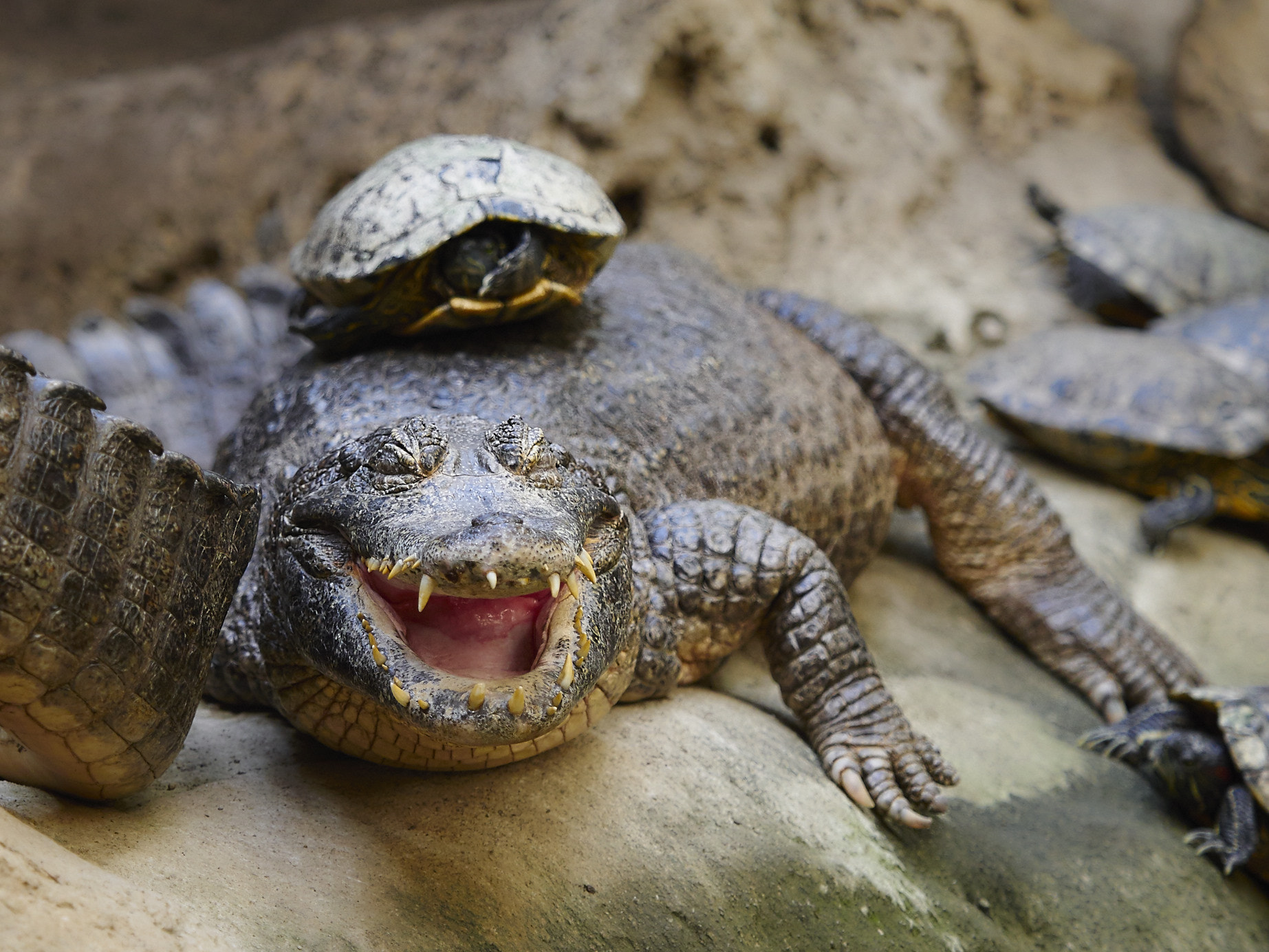 laughing crocodile by Markus Köster - Photo 111072153 / 500px