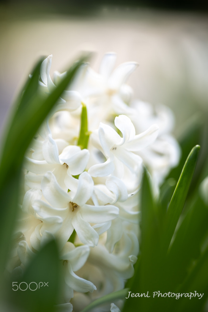 White Hyacinth