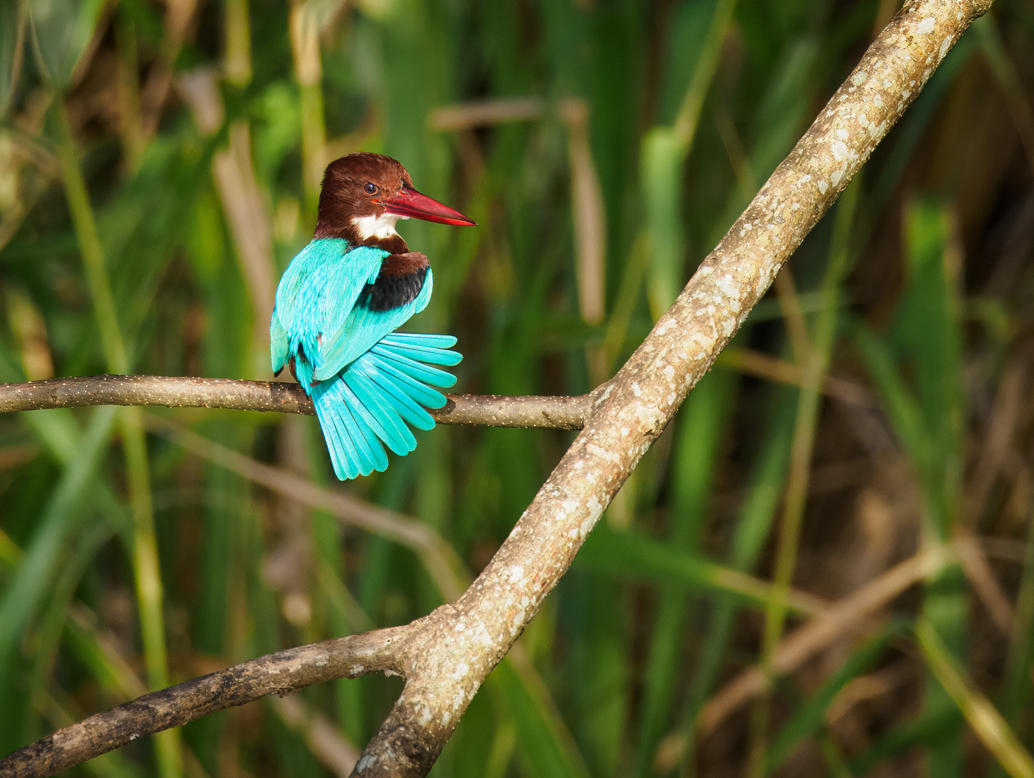 Being Watched.(White Throated Kingfisher)