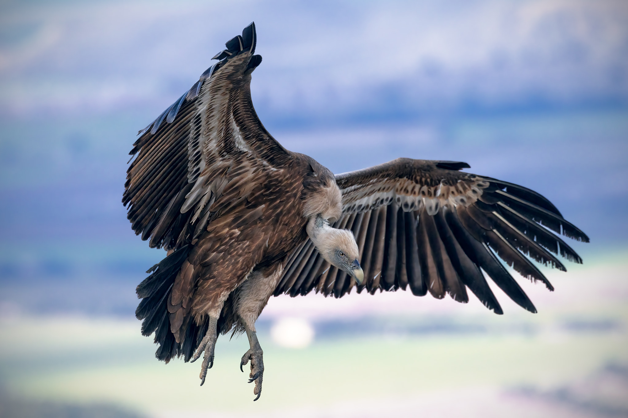 Low angle view of eagle flying against sky