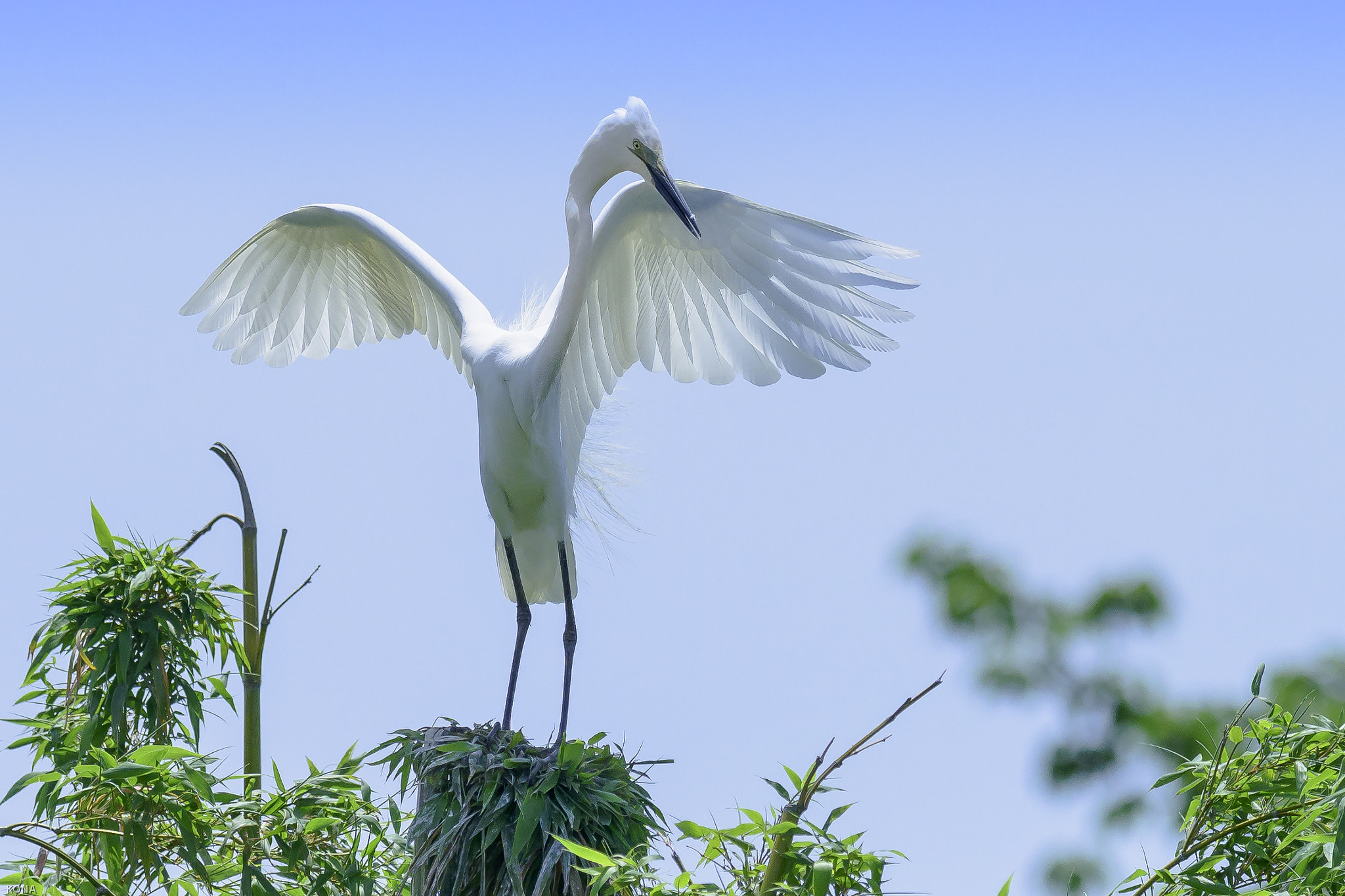Nikon AF-S Nikkor 400mm F2.8G ED VR II sample photo. Sagi photography