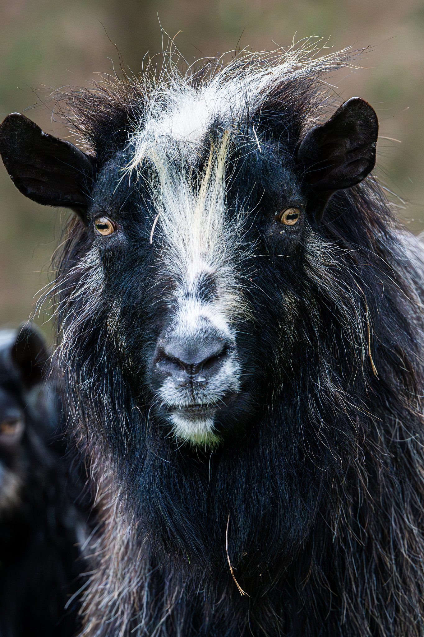 Sir Goatington the Wise