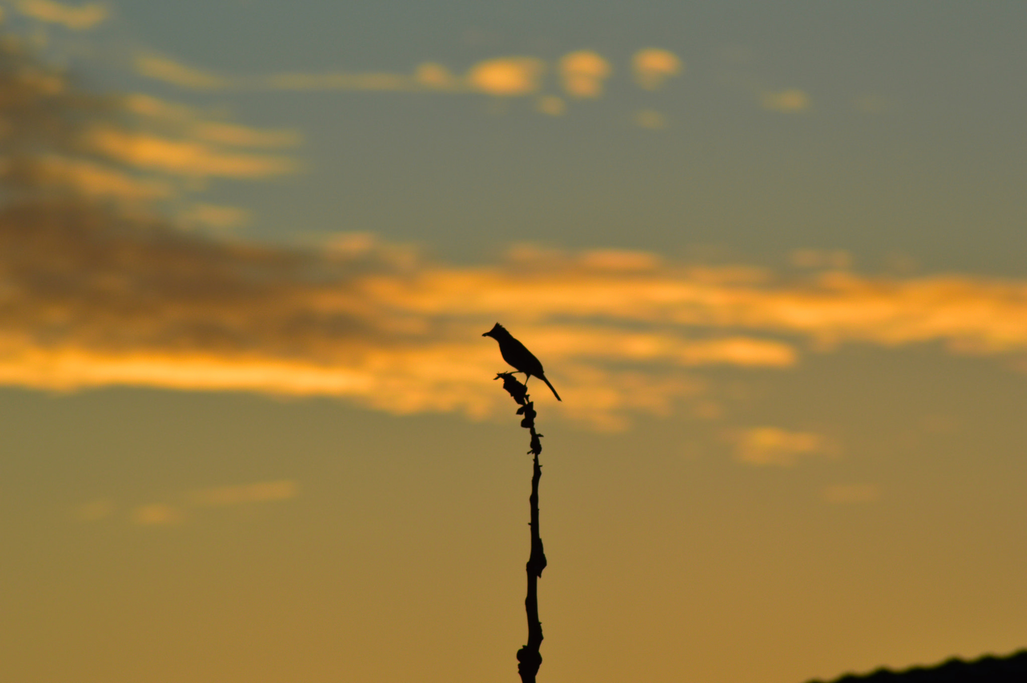 Burung Senja By Rangga Pratama 500px