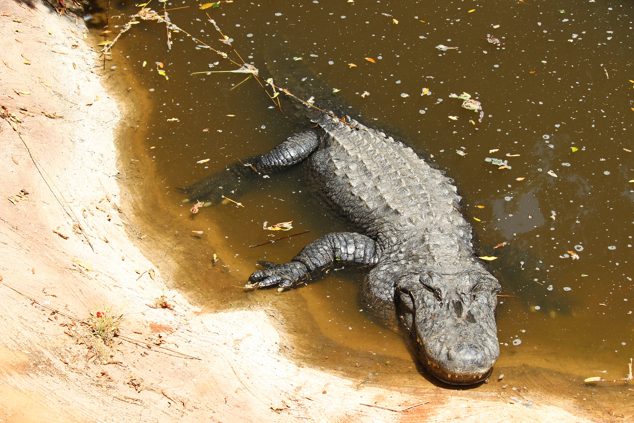 Murky Waters: Silent Predator's Watch