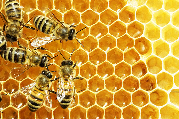 Pure Honey in Ambala-Organic Fresh India