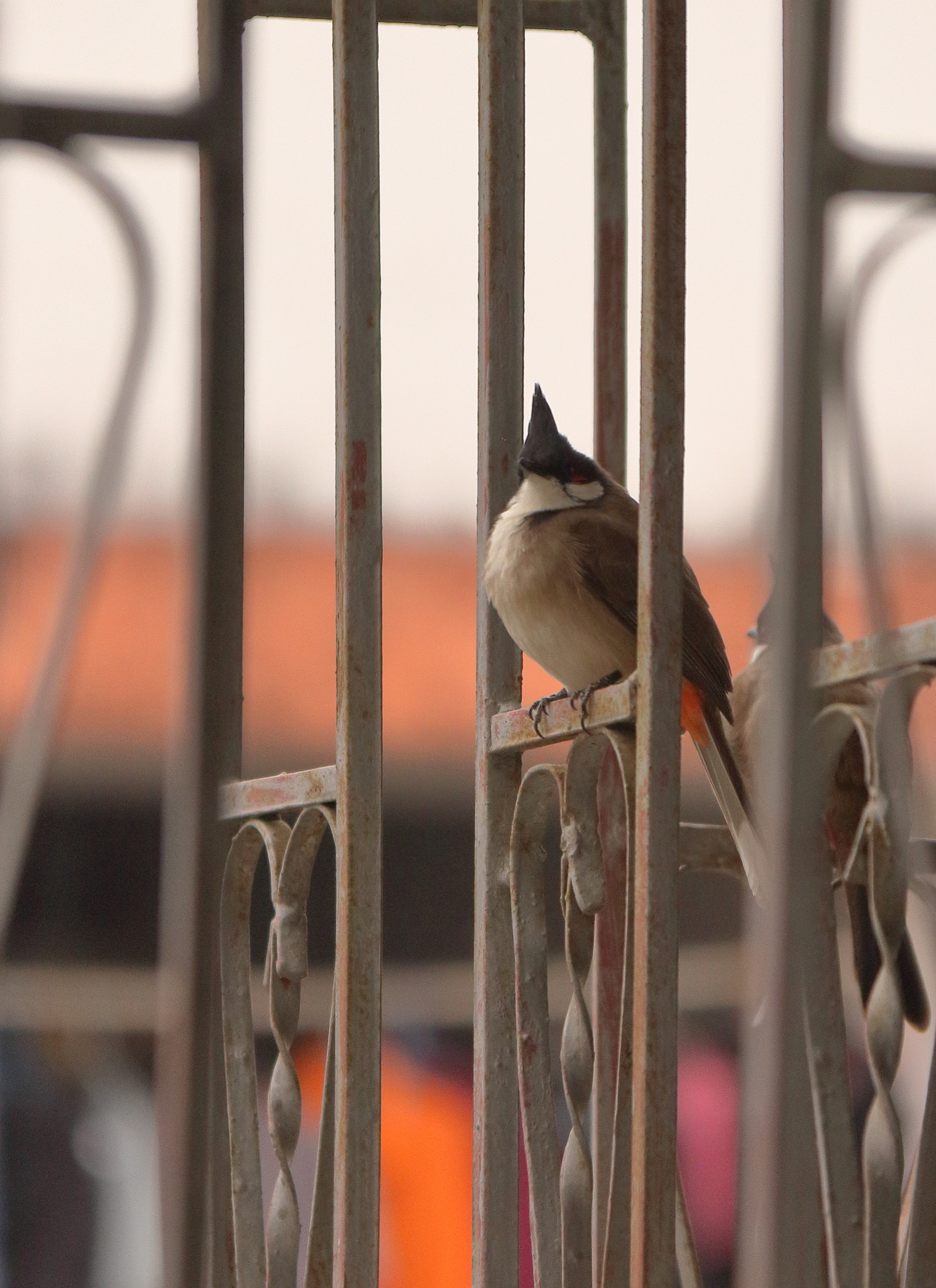 v2?sig=ea75713985471cd91928c4b86b138411930706f96ae0aeaa87050b571fce7d52