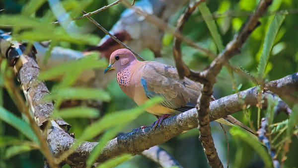 Indian laughing dove by Girish Joshi on 500px.com