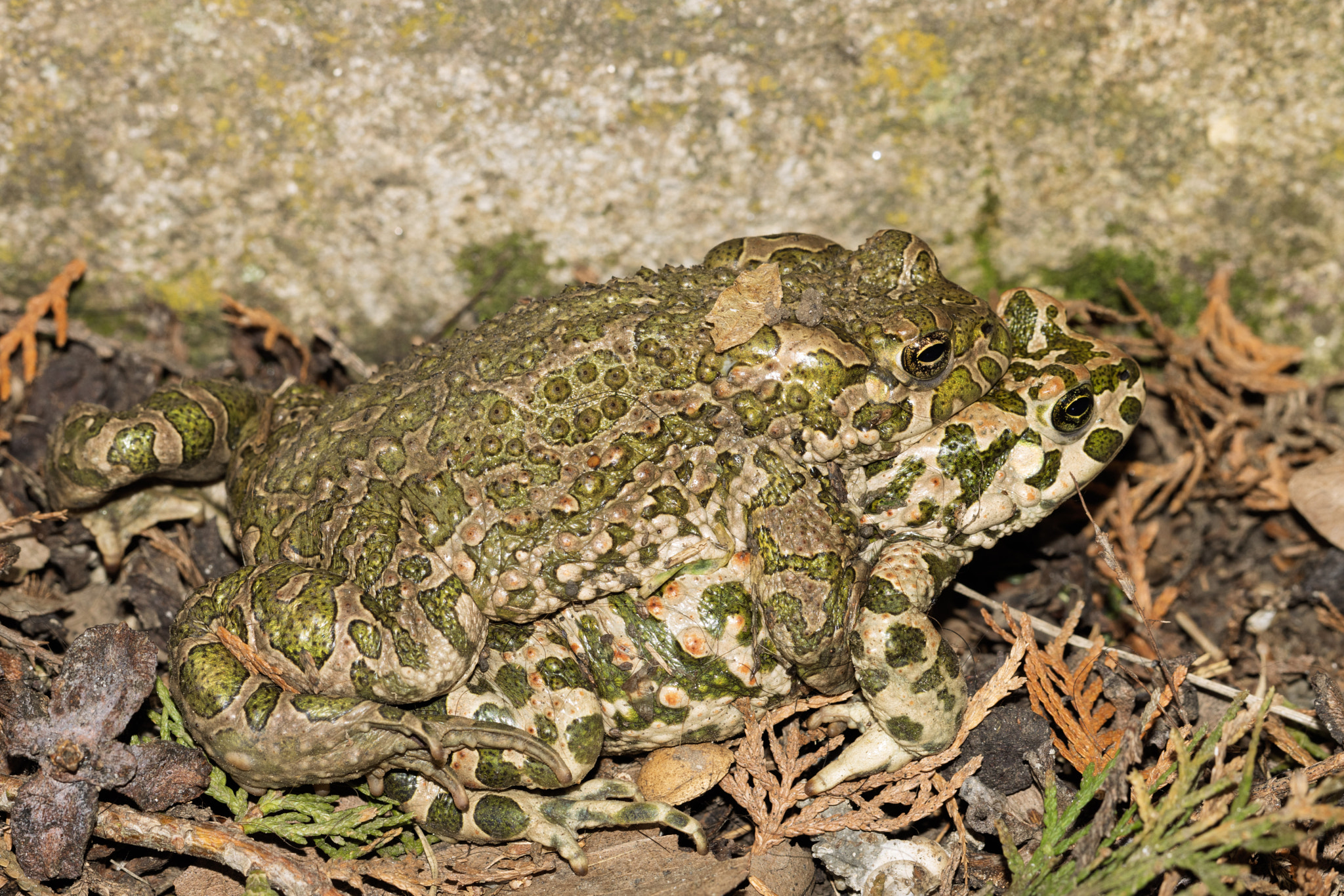 A pair of European Green Toads (Bufotes viridis) in amplexus